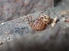 Scytodes thoracica