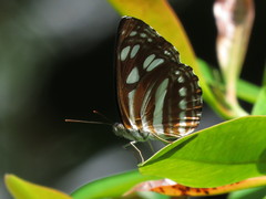 Phaedyma columella singa