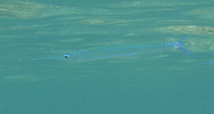 Hyporhamphus dussumieri