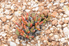 Argyroderma fissum