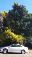 Cuscuta japonica