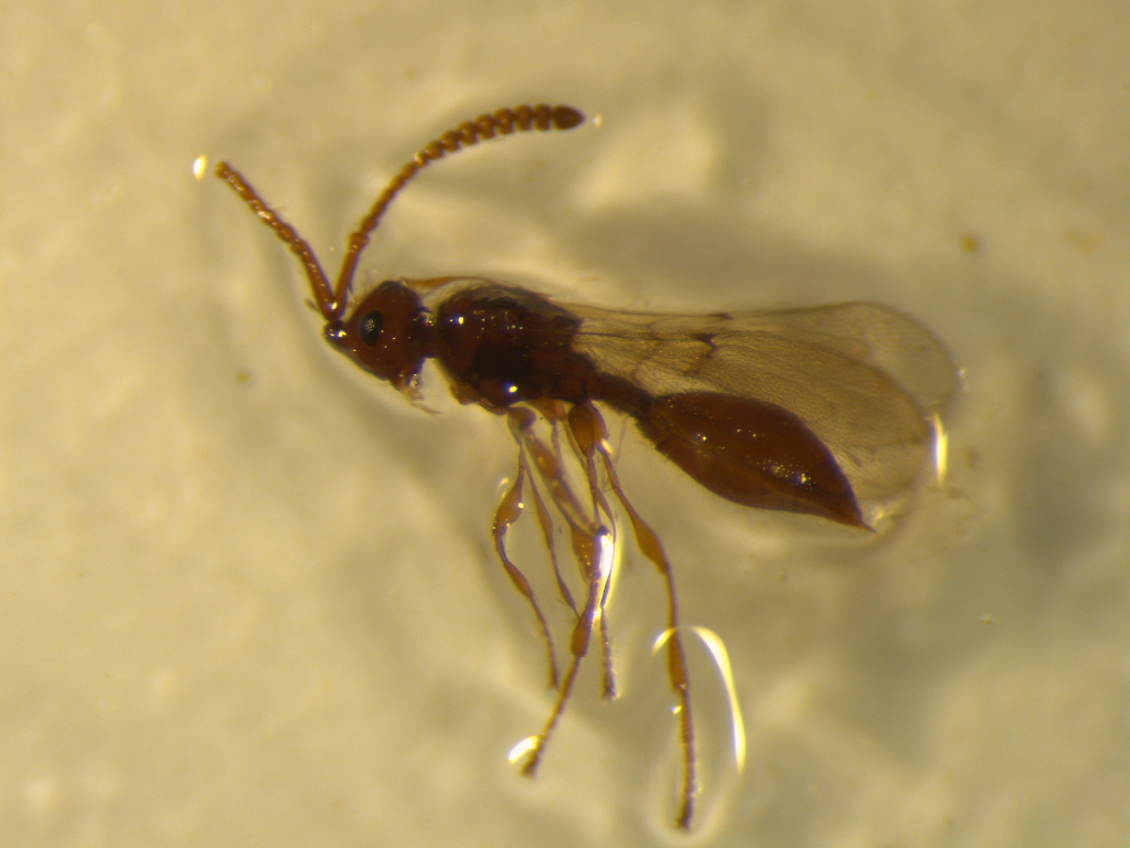 Diphoropria