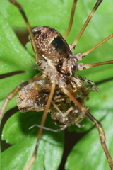 Forsteropsalis inconstans