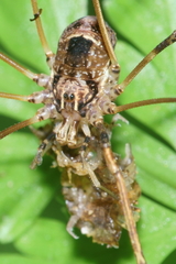 Forsteropsalis inconstans