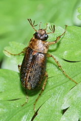 Sericospilus