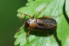 Sericospilus