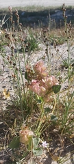 Rumex vesicarius