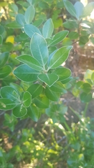 Pittosporaceae