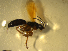 Epipompilus insularis