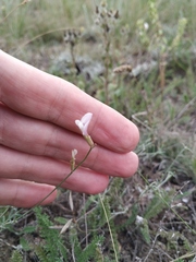 Astragalus ucrainicus