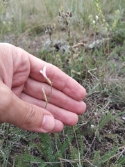 Astragalus ucrainicus