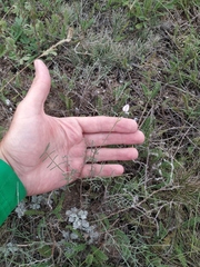 Astragalus ucrainicus