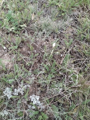 Astragalus ucrainicus