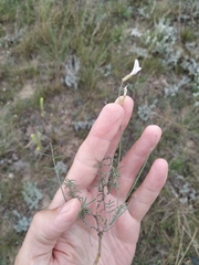 Astragalus ucrainicus