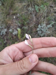Astragalus ucrainicus