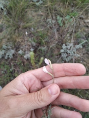 Astragalus ucrainicus