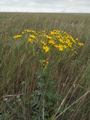 Jacobaea andrzejowskyi