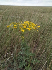 Jacobaea andrzejowskyi