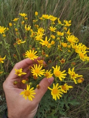 Jacobaea andrzejowskyi