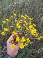 Jacobaea andrzejowskyi