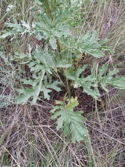 Jacobaea andrzejowskyi