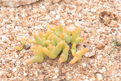 Mesembryanthemum digitatum