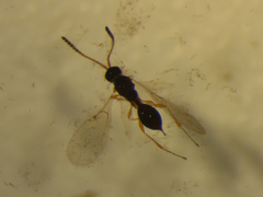 Spilomicrus
