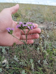 Dianthus pseudarmeria