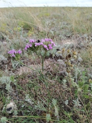 Dianthus pseudarmeria
