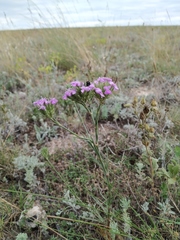 Dianthus pseudarmeria