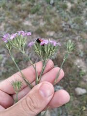 Dianthus pseudarmeria