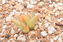 Mesembryanthemum digitatum