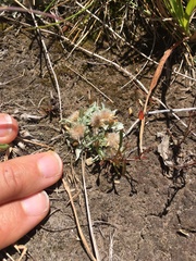 Argyrotegium nitidulum