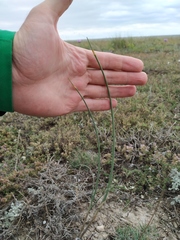 Allium tarkhankuticum