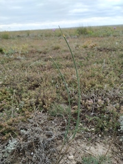 Allium tarkhankuticum