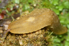 Pseudaneitea