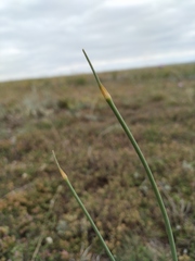 Allium tarkhankuticum