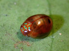 Hemisphaerius rufovarius