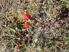 Castilleja miniata dixonii