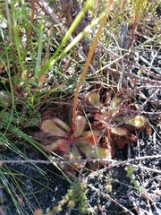 Drosera cuneifolia