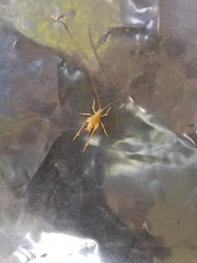 Macropathini
