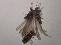 Reticulitermes speratus