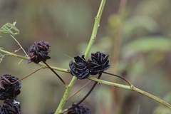 Desmanthus illinoensis