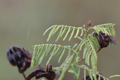 Desmanthus illinoensis