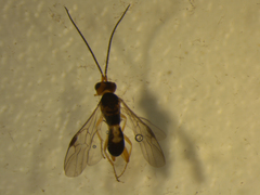 Ascogaster