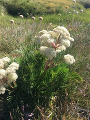 Aciphylla glacialis