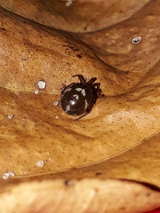 Steatoda ancorata