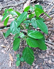 Dendrocnide photiniiphylla