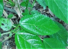 Dendrocnide photiniiphylla