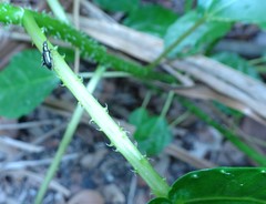 Dendrocnide photiniiphylla